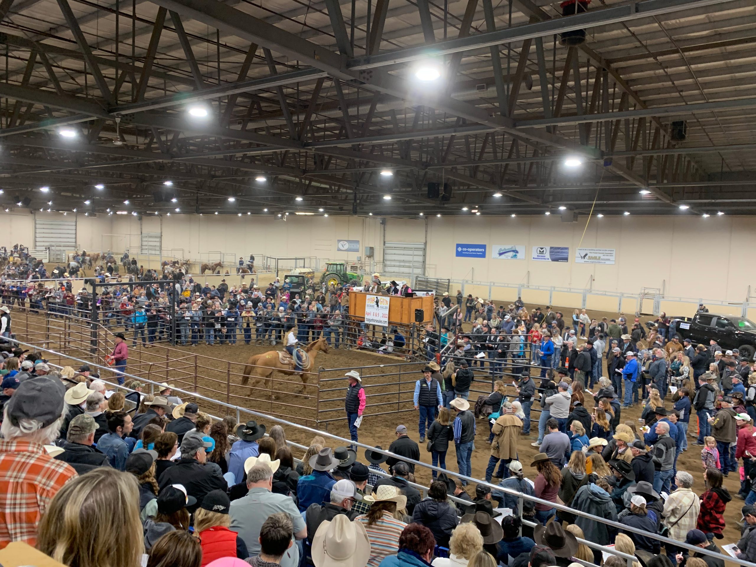 The Top Gun Horse Sale